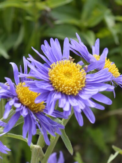 Marguerite bleue