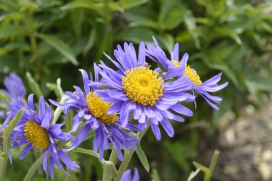 Marguerite bleue
