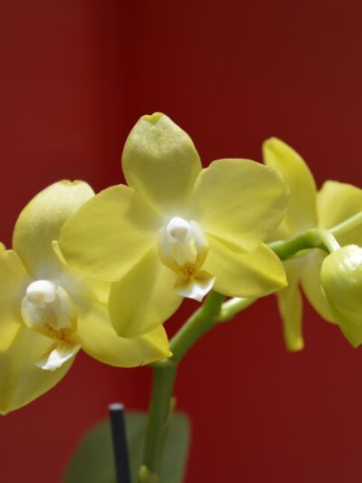 Orchidée